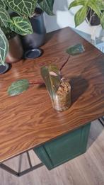 Philodendron pink princess, Ophalen, Overige soorten, Halfschaduw, In pot