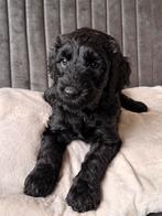 Double doodle nog 1 zwarte reu beschikbaar, Parvo, Nederland, Overige rassen, 8 tot 15 weken