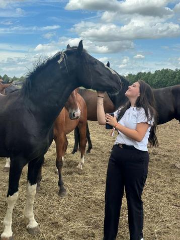 Mooie barock pinto hengst beschikbaar voor biedingen