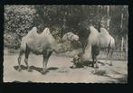 Kamelen [KRST009-1195, Verzenden, 1960 tot 1980, Ongelopen, Noord-Holland