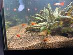 Black mollies, Dieren en Toebehoren, Vissen | Aquariumvissen, Vis