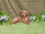 Labradoodle 45 cm hypoallergeen, Nederland, Overige rassen, CDV (hondenziekte), 8 tot 15 weken