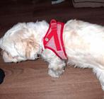 Nieuw honden tuigje, Ophalen of Verzenden, Nieuw