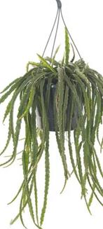 Prachtige Theeboom ( Lepismium) hangplant!, Huis en Inrichting, Kamerplanten, Overige soorten, Minder dan 100 cm, Halfschaduw