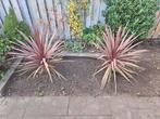 2 Koolpalmen - Cordyline Australis, Tuin en Terras, Planten | Tuinplanten, Volle zon, Vaste plant, Bloeit niet, Ophalen