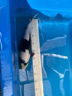 Te koop zeer mooie shiro utsiru, Dieren en Toebehoren, Vissen | Vijvervissen, Karper of Koi