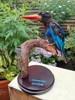 Opgezette.Taxidermie.Taxidermy. JAVAANSE IJSVOGEL M, Verzamelen, Dierenverzamelingen, Ophalen of Verzenden, Zo goed als nieuw