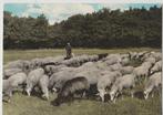Westerbork Schaapskudde  Schapen, Verzamelen, Verzenden, 1960 tot 1980, Gelopen, Drenthe