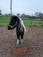 Verzorger gezocht, Dieren en Toebehoren, Paarden en Pony's | Overige Paardenspullen, Ophalen, Nieuw, Overige soorten