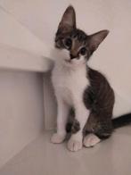 Kitten, Dieren en Toebehoren, Katten en Kittens | Overige Katten