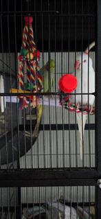 Halsbandparkieten, Dieren en Toebehoren, Meerdere dieren, Parkiet, Pratend