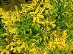 Ligustrum ovalifolium, bonte haagliguster, vaste tuin plant, Tuin en Terras, Planten | Struiken en Hagen, Minder dan 100 cm, Struik