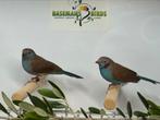 Roodwang blauwfazantje - Uraeginthus bengalus, Dieren en Toebehoren, Meerdere dieren, Tropenvogel, Geringd