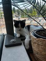 Kittens, Dieren en Toebehoren, Katten en Kittens | Raskatten | Korthaar