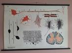 Anatomie Schoolplaat Zenuwstelsel, Ophalen of Verzenden, Natuur en Biologie