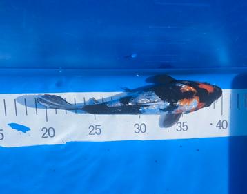 Zeer mooie Japanse Kois 18-25 cm  beschikbaar voor biedingen