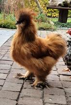 Amerikaanse Zijdehoen gratis, Dieren en Toebehoren, Mannelijk, Kip