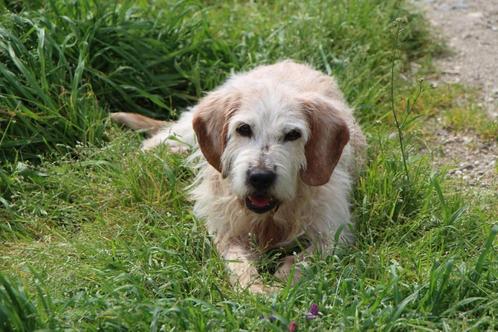 Waar mag deze zachtaardige man Nicolas komen wonen?, Dieren en Toebehoren, Honden | Niet-rashonden, Middel, Reu, Particulier, Eén hond