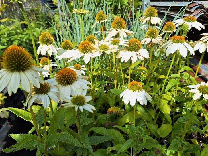 Vaste planten en siergrassen voor een prachtige tuin, Tuin en Terras, Planten | Tuinplanten, Vaste plant, Siergrassen, Volle zon