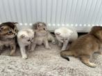 NOG 3!! Britse korthaar kittens, Dieren en Toebehoren, Meerdere dieren, Ontwormd, 0 tot 2 jaar