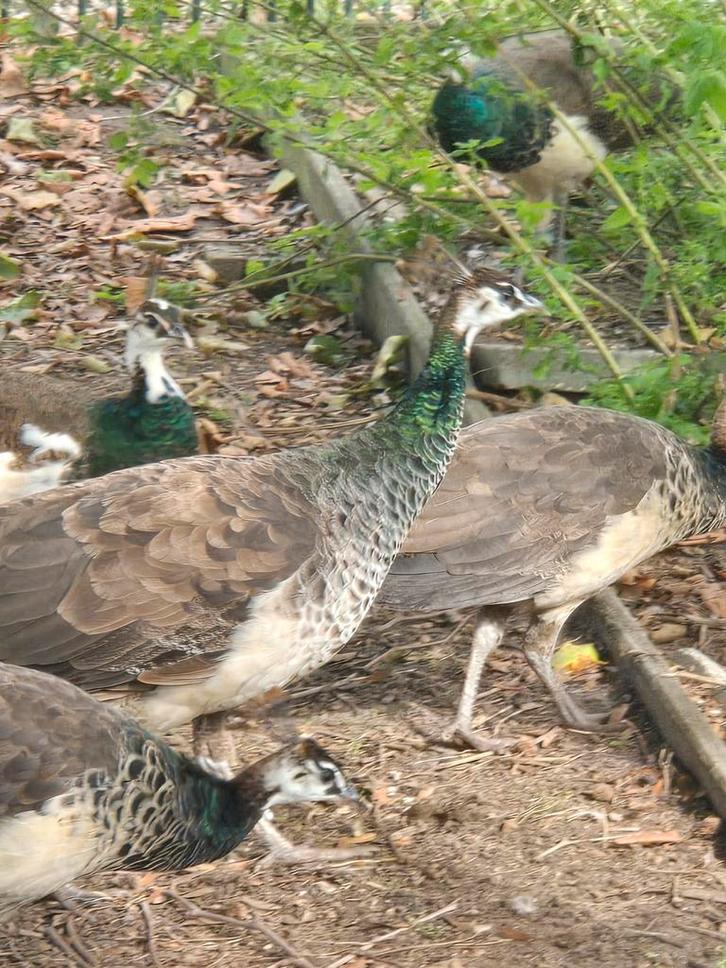 Koppeltje Pauwen van 2025., Dieren en Toebehoren, Pluimvee, Overige soorten, Meerdere dieren