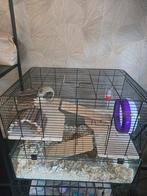 Goud hamster + kooi en spulletjes, Hamster, Augustus, Mannelijk, Tam