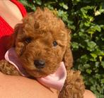 Poedel pups - dwergpoedel, lijkt op toypoedel en maltipoo, Dieren en Toebehoren, Honden | Niet-rashonden, CDV (hondenziekte), 8 tot 15 weken