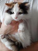 Schattige kittens op zoek naar een liefdevol thuis, Dieren en Toebehoren, Katten en Kittens | Overige Katten, Meerdere dieren