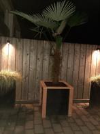 Te koop Douglas Boombak/Plantenbak met Wielen, Tuin en Terras, Bloembakken en Plantenbakken, Ophalen, Vierkant, Nieuw, 60 cm of meer