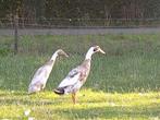 Koppel loopeenden. Reebont, Dieren en Toebehoren, Pluimvee, Meerdere dieren, Eend