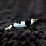 Crystal black Garnalen, Dieren en Toebehoren, Vissen | Aquariumvissen, Kreeft, Krab of Garnaal