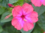 Nachtschone Rood zaden, Mirabilis Jalapa (Wonderbloemen), Verzenden, Zaad