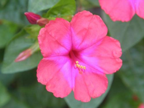 Nachtschone Rood zaden, Mirabilis Jalapa (Wonderbloemen), Tuin en Terras, Bloembollen en Zaden, Zaad, Verzenden