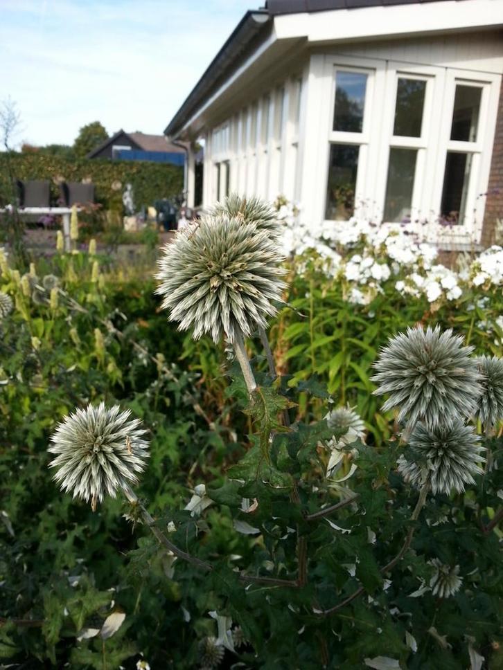 witte echinops kogeldistel, Tuin en Terras, Planten | Tuinplanten, Vaste plant, Overige soorten, Volle zon, Zomer, Ophalen