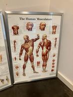 Diverse ingelijste anatomische posters, Ophalen, Zo goed als nieuw, Rechthoekig Staand