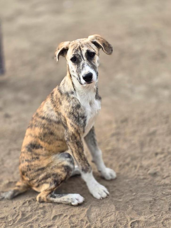 Sara zoekt een baasje, Dieren en Toebehoren, Honden | Niet-rashonden, Middel, Teef, Handelaar, Eén hond, Buitenland, 15 weken tot 1 jaar