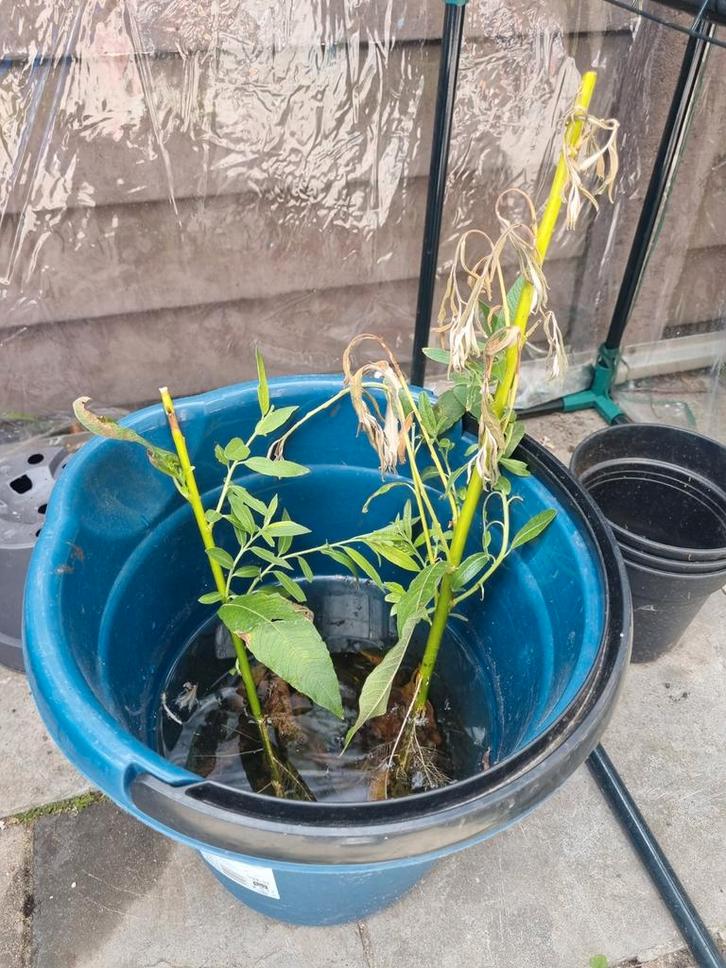 Stekjes van een Flamingoboom, Tuin en Terras, Planten | Tuinplanten, Volle zon, Zomer, Ophalen