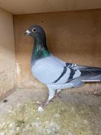 Doffer Henri Diks lijn Avantgarde, Dieren en Toebehoren, Vogels | Duiven, Mannelijk, Postduif