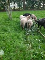 Ouessant schapen, Dieren en Toebehoren, Schapen, Geiten en Varkens, Vrouwelijk, Schaap