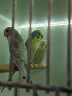 Grasparkieten 7 weken nu, Dieren en Toebehoren, Vogels | Parkieten en Papegaaien, Meerdere dieren, Parkiet, Geringd