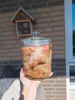 Opzoek naar kleine/jonge zoogdieren en reptielen, Ophalen of Verzenden, Zo goed als nieuw, Opgezet dier