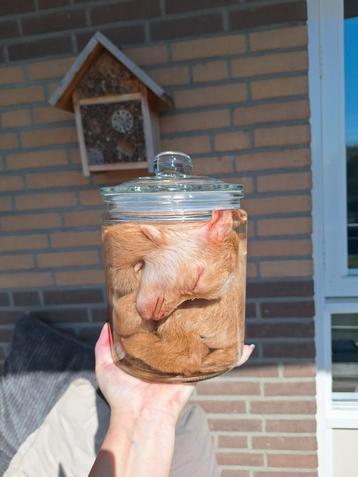 Opzoek naar kleine/jonge zoogdieren en reptielen beschikbaar voor biedingen