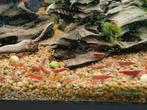 Vuurgarnalen neocaridina garnalen, Dieren en Toebehoren, Vissen | Aquariumvissen, Kreeft, Krab of Garnaal