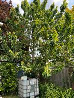 Kersenboom, Ophalen, Volle zon, Overige soorten, 400 cm of meer
