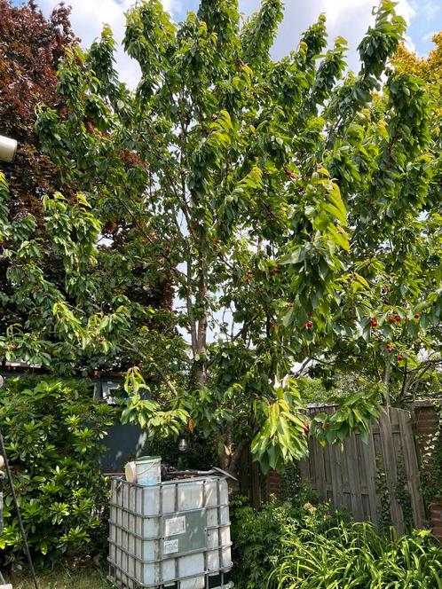 Kersenboom, Tuin en Terras, Planten | Bomen, Overige soorten, 400 cm of meer, Volle zon, Ophalen