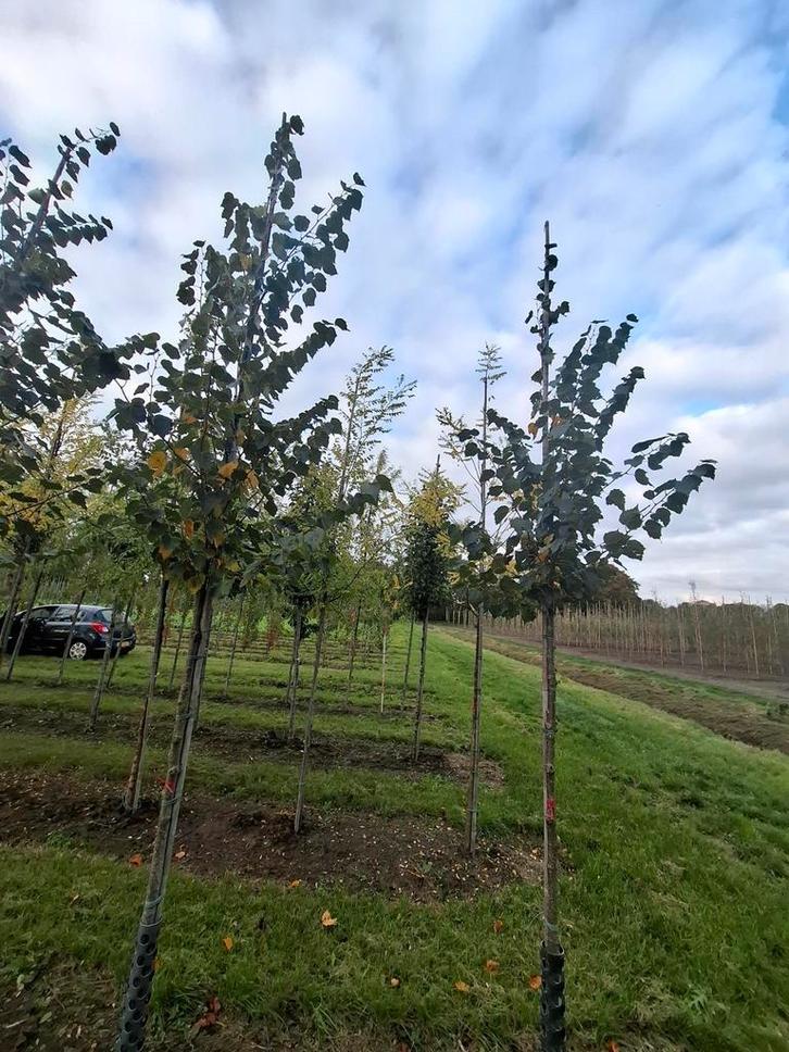 mooie Mongolica buda boom, Tuin en Terras, Planten | Bomen, Overige soorten, Volle zon, Ophalen