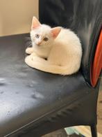Lieve sociale kittens zoeken gouden huis, Dieren en Toebehoren, Katten en Kittens | Overige Katten, Poes, Kortharig, 0 tot 2 jaar