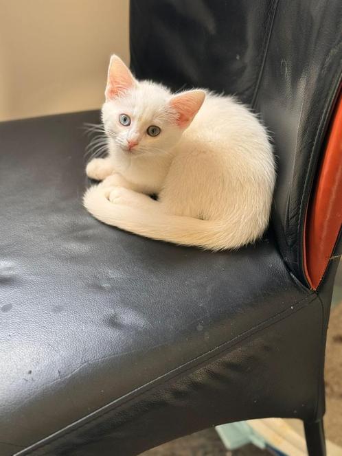 Lieve sociale kittens zoeken gouden huis, Dieren en Toebehoren, Katten en Kittens | Overige Katten, Kortharig, Poes, 0 tot 2 jaar