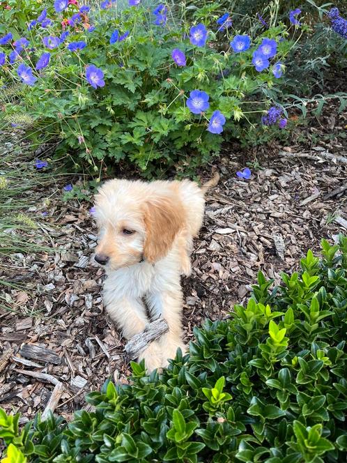 Sunny, een mooie pup, Dieren en Toebehoren, Honden | Retrievers, Spaniëls en Waterhonden, Teef, Overige rassen, Particulier, Eén hond