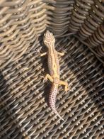 0.1 tangerine jungle bell het eclipse luipaardgekko, Dieren en Toebehoren, Reptielen en Amfibieën, Hagedis, Tam, 0 tot 2 jaar